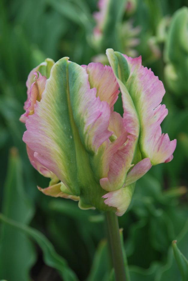 Tulp Green Wave